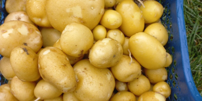 Tengo papas orgánicas certificadas de las variedades Queen Anne,