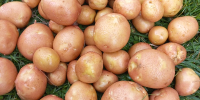 Tengo papas orgánicas certificadas de las variedades Queen Anne,