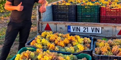 VENDO UVAS PARA LA ELABORACIÓN DE VINO – DIRECTAMENTE