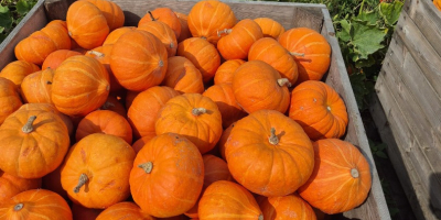 Vendo calabazas comestibles, Hokkaido Amoro. Cantidad por toneladas. Precio