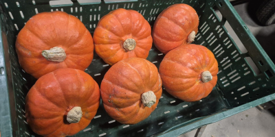 Vendo calabazas comestibles, Hokkaido Amoro. Cantidad por toneladas. Precio