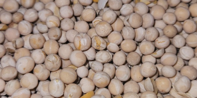 Guisantes de este año 18t
