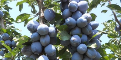 Vendo ciruelas pasas a 0,2 céntimos de euro para
