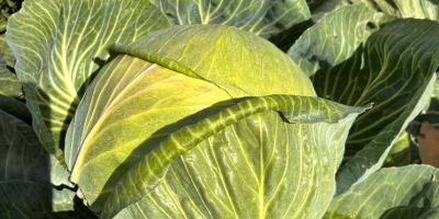 Venderé repollo para cortar y ensaladas de la variedad