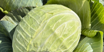 Venderé repollo para cortar y ensaladas de la variedad