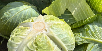 Venderé repollo para cortar y ensaladas de la variedad
