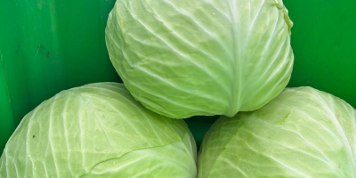 Venderé repollo para cortar y ensaladas de la variedad