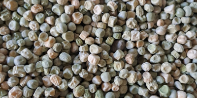 Tengo a la venta unas 12 toneladas de guisantes
