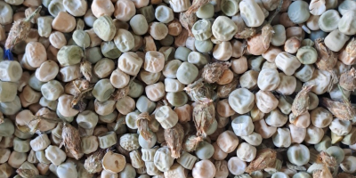 Tengo a la venta unas 12 toneladas de guisantes
