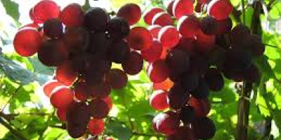 Vendo uvas de las variedades Pamid, Cabernet Sauvignon, Muscat
