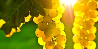 Vendo uvas de las variedades Pamid, Cabernet Sauvignon, Muscat
