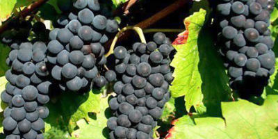 Vendo uvas de las variedades Pamid, Cabernet Sauvignon, Muscat