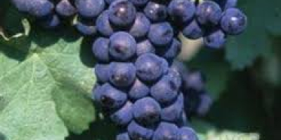 Vendo uvas de las variedades Pamid, Cabernet Sauvignon, Muscat