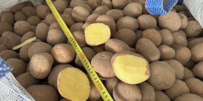 Ofrecemos patatas polacas comestibles a clientes mayoristas en Polonia