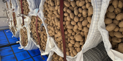 Ofrecemos patatas polacas comestibles a clientes mayoristas en Polonia