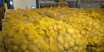 Ofrecemos patatas polacas comestibles a clientes mayoristas en Polonia