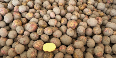 Ofrecemos patatas Fontane polacas para patatas fritas. Entregas regulares