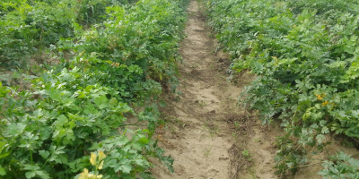 Perejil cosechado por encargo. Sin lavar, procedente de tierra