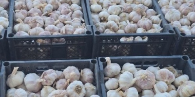 Venta de ajo: Ofrezco ajo de alta calidad, limpio