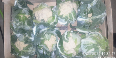 Ofrecemos coliflores envasadas en cajas de 6 u 8