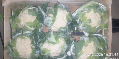Ofrecemos coliflores envasadas en cajas de 6 u 8
