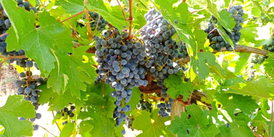 Se venden uvas Cabernet Sauvignon y Merlot cultivadas en