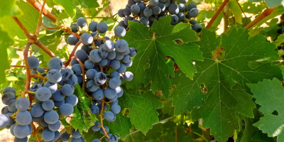 Se venden uvas Cabernet Sauvignon y Merlot cultivadas en