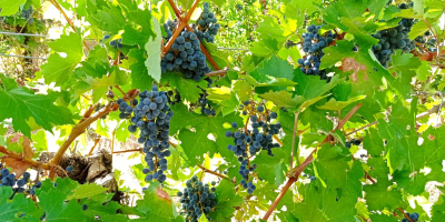 Se venden uvas Cabernet Sauvignon y Merlot cultivadas en