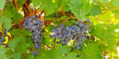 Se venden uvas Cabernet Sauvignon y Merlot cultivadas en