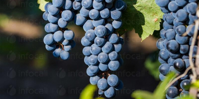 Productor. Vendo uvas de las variedades de vino Pamid