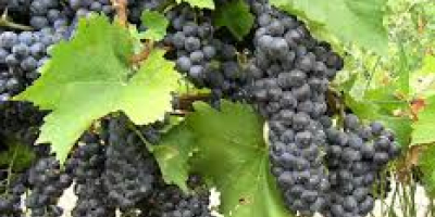 Productor. Vendo uvas de las variedades de vino Pamid