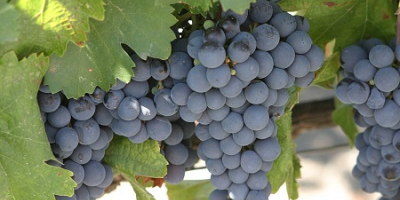 Productor. Vendo uvas de las variedades de vino Pamid