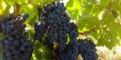 Productor. Vendo uvas de las variedades de vino Pamid