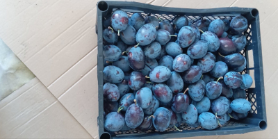 BG BIO ciruelas Stanley, rekolta 2026, ~30 t. Bez