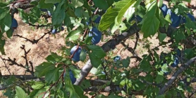 BG BIO ciruelas Stanley, rekolta 2026, ~30 t. Bez
