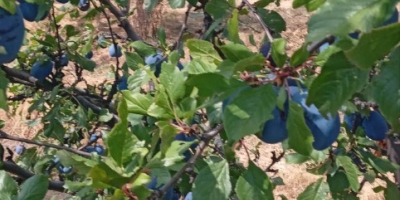 BG BIO ciruelas Stanley, rekolta 2026, ~30 t. Bez
