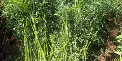 Hola, tengo eneldo a la venta sin flor (umbela),