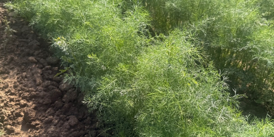 Hola, tengo eneldo a la venta sin flor (umbela),