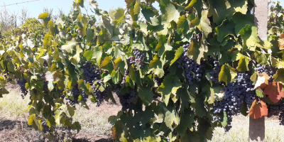 Uvas a la venta en Matejevac (Niš): Cabernet Sauvignon,