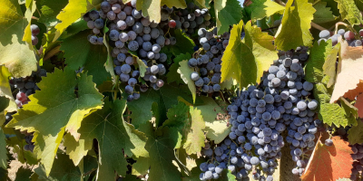 Uvas a la venta en Matejevac (Niš): Cabernet Sauvignon,
