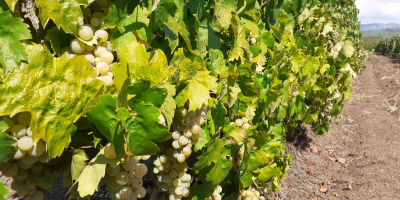 Uvas a la venta en Matejevac (Niš): Cabernet Sauvignon,