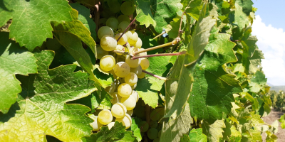 Uvas a la venta en Matejevac (Niš): Cabernet Sauvignon,