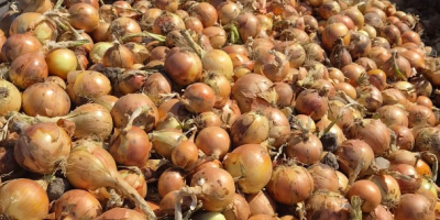 Venderé cebollas en cantidades de camión, variedad Ambrador, calibre