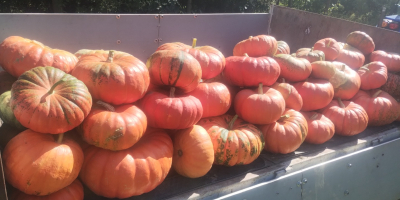 Vendo una variedad de calabaza comestible: Rouge vif d'étampes.