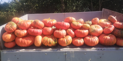 Vendo una variedad de calabaza comestible: Rouge vif d'étampes.