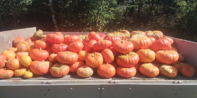 Vendo una variedad de calabaza comestible: Rouge vif d'étampes.