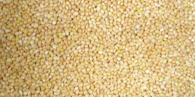 Ofrecemos granos y legumbres (guisantes amarillos/verdes, frijoles, mijo, mostaza