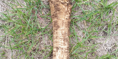 Vendo rábano picante joven, sano y suave. Ofrezco servicio
