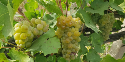 Uvas Sauvignon Blanc maduras en la vid. Hojas verdes
