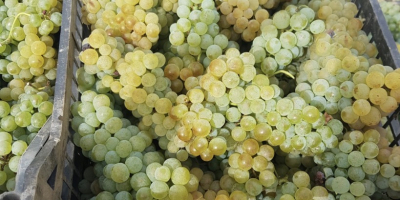 Uvas Sauvignon Blanc maduras en la vid. Hojas verdes